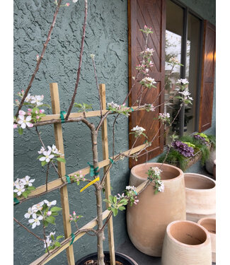 The Plant Shoppe Golden Dorsett Apple "Trellis" 7G