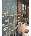 The Plant Shoppe Golden Dorsett Apple "Trellis" 7G