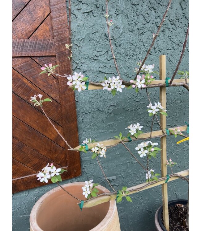 The Plant Shoppe Golden Dorsett Apple "Trellis" 7G