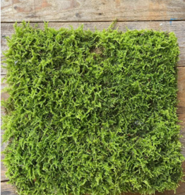 Fresh Sheet Moss Box