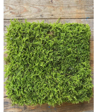 Fresh Sheet Moss Box