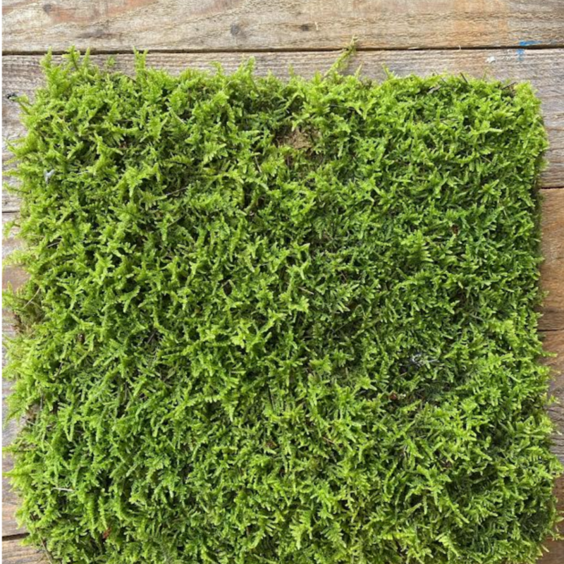 Fresh Sheet Moss Box