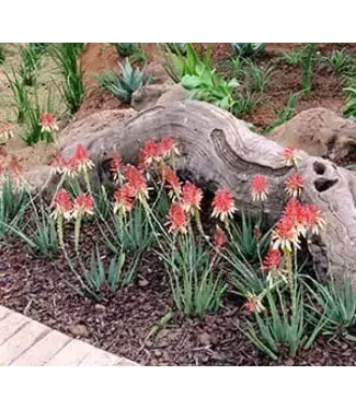 Aloe Safari Sunrise 1G