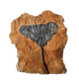 Crinoid Fossil Plaque Small