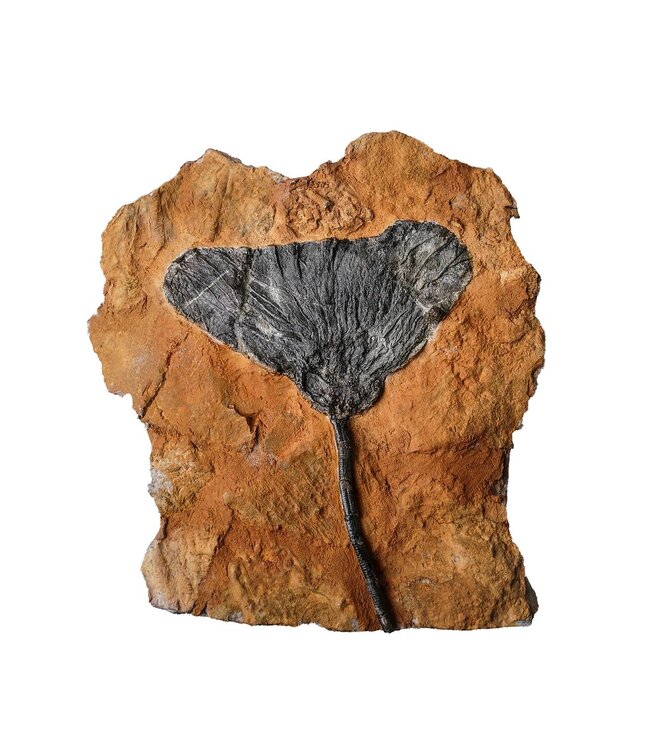 Crinoid Fossil Plaque Small