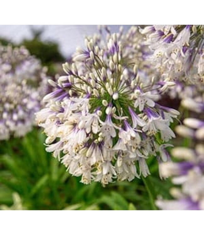 The Plant Shoppe Agapanthus - Ever Twilight (2 gal)