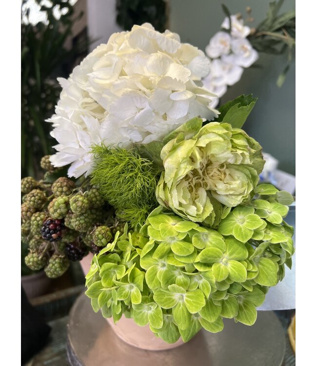 FCS - Hydrangea assorted Mini