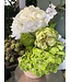FCS - Hydrangea assorted Mini