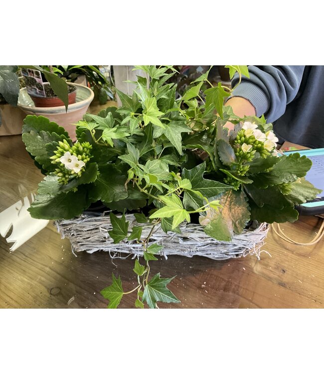 Planted Spruce Planter Round Small with kalanchoe and ivy