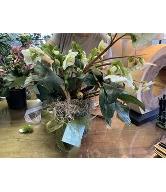 Planted RAHUL TAPERED CACHEPOT, Small 6.5"x5.5" Helleborus Asst 6”