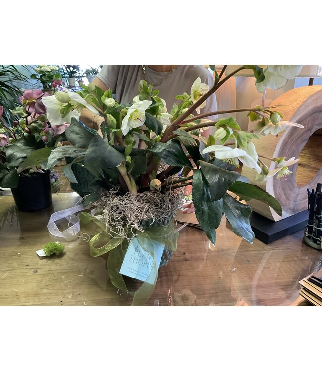 Planted RAHUL TAPERED CACHEPOT, Small 6.5"x5.5" Helleborus Asst 6”