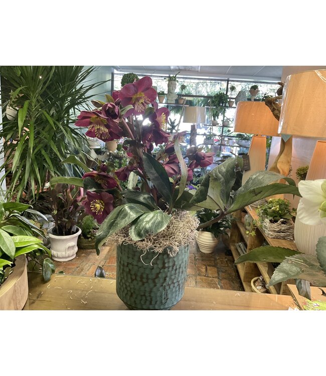 Planted rahul large with Helleborus