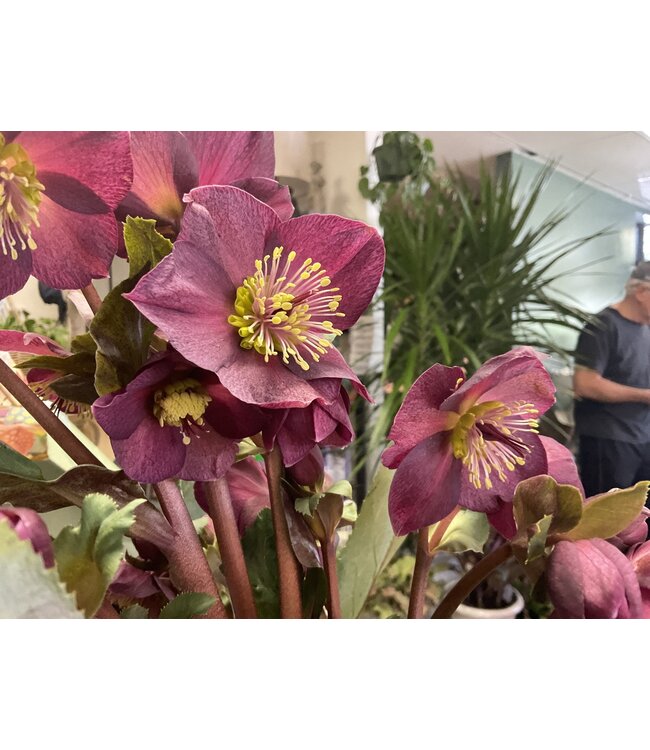 Planted rahul large with Helleborus