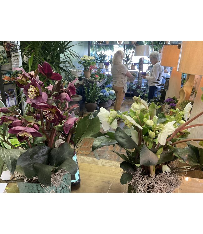 Helleborus 6"