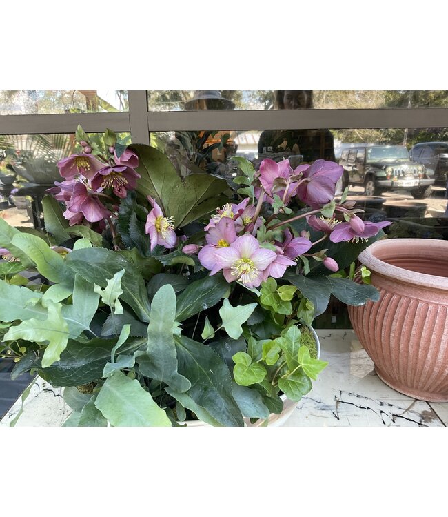 Helleborus 6"