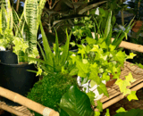 ​​The Top Six Indoor Houseplants for Clean Air in South Alabama