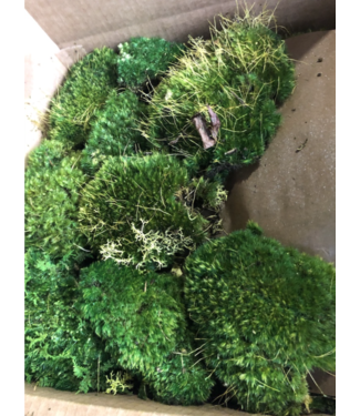 Premium Preserverd Pillow Moss single box
