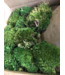 Premium Preserverd Pillow Moss single box