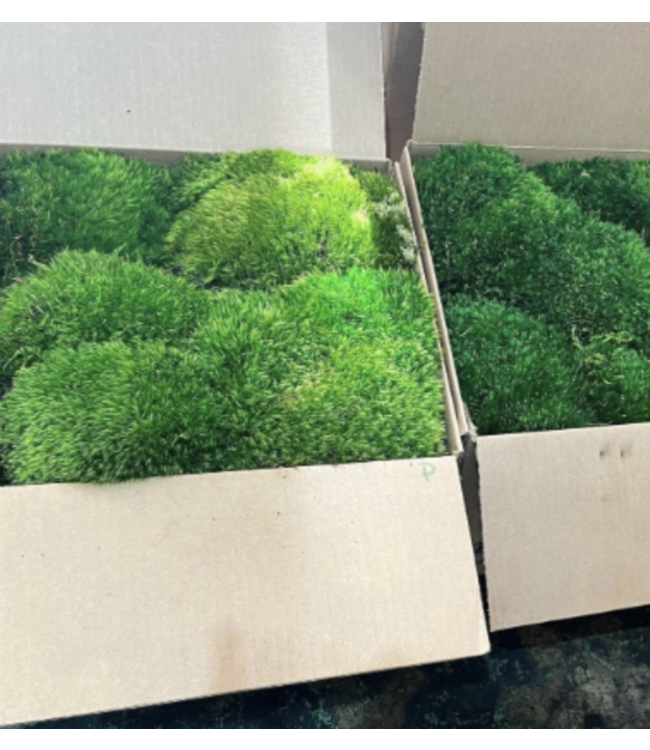 Premium Preserverd Pillow Moss single box
