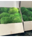 Premium Preserverd Pillow Moss single box