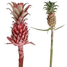 FCS - Pineapples Reddish Pink CR Variegated 50/55cm Medium