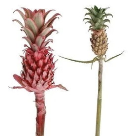 FCS - Pineapples Reddish Pink CR Variegated 50/55cm Medium