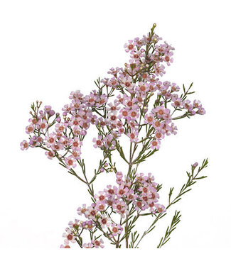 FCS - Wax flower White Blush Stem