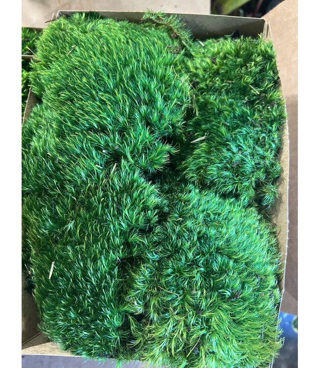 Premium Preserverd Pillow Moss single box