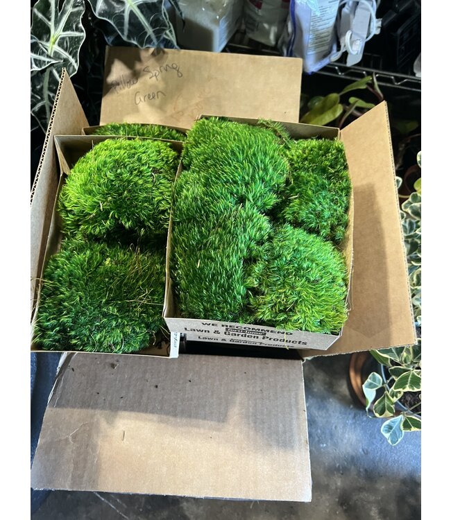 Premium Preserverd Pillow Moss single box