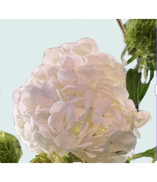FCS -  Hydrangea Stem
