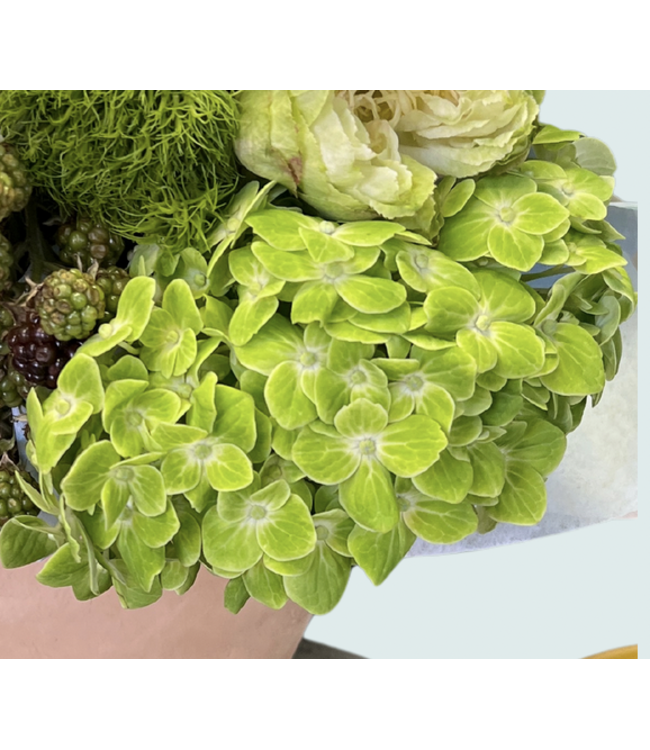 FCS - Hydrangea assorted Mini