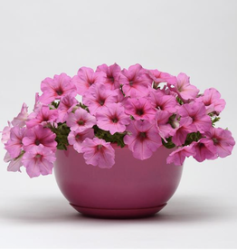 Petunia Easy Wave Pink Passion 4"