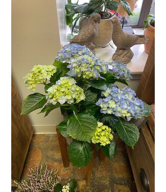 Hydrangea Multi Bloom Premium 6.5"