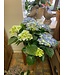 Hydrangea Multi Bloom Premium 6.5"