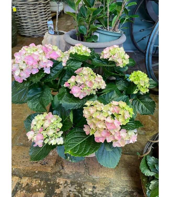 Hydrangea Multi Bloom Premium 6.5"