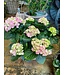 Hydrangea Multi Bloom Premium 6.5"