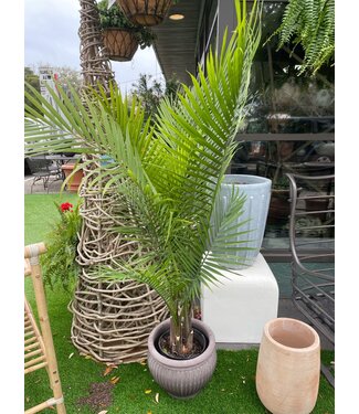 Palm-Ravenea (Majesty) 10" Small