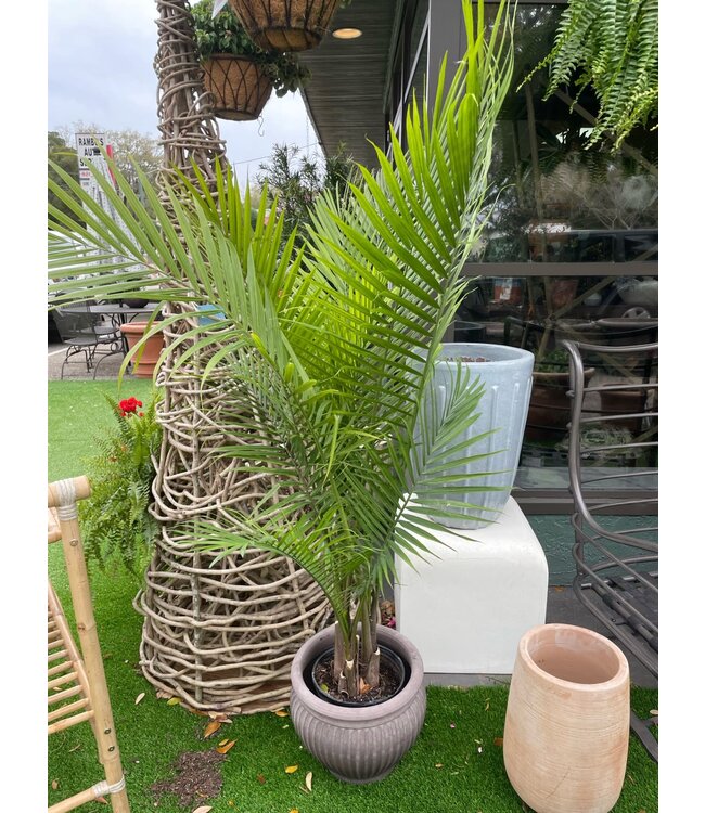 Palm-Ravenea (Majesty) 10" Small