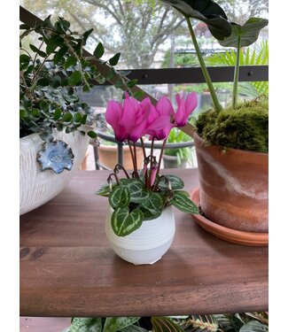 Cyclamen in Self Watering Pot 2.5"