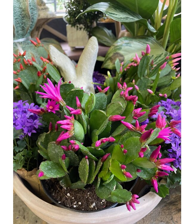 Rhipsalidopsis - Spring Cactus 6"