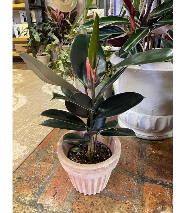 Ficus Burgundy 6"