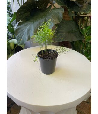 Sprengeri Fern 3.5"
