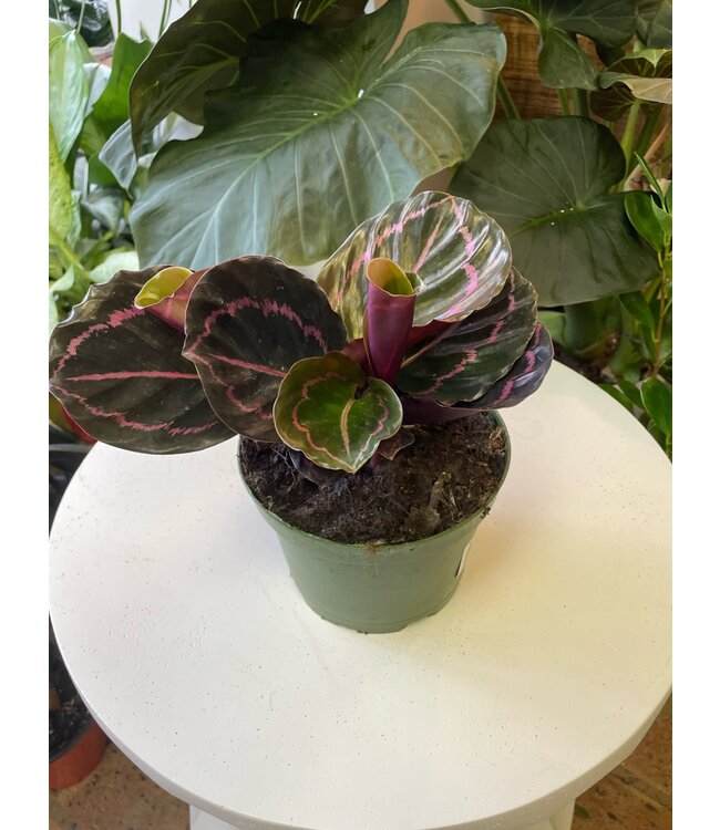 Calathea Dottie 6"