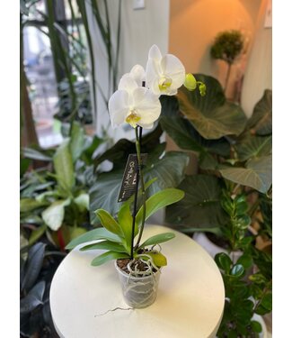 Phal Orchid Single Spike  White 5"