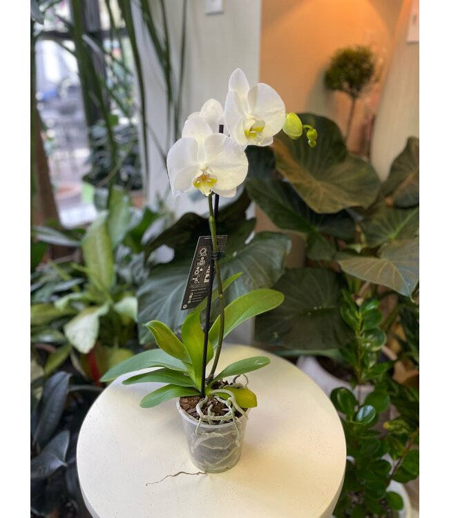 Orchid Magnifica Single Spike  White 5"