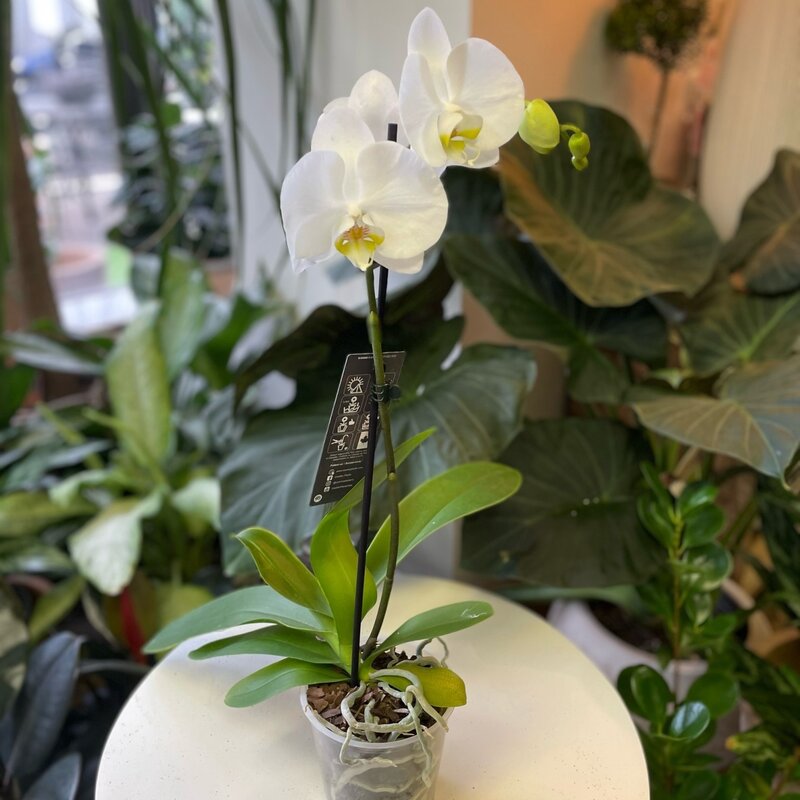 Orchid Magnifica Single Spike  White 5"