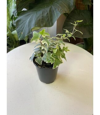 3.5" Ivy English - Varigated