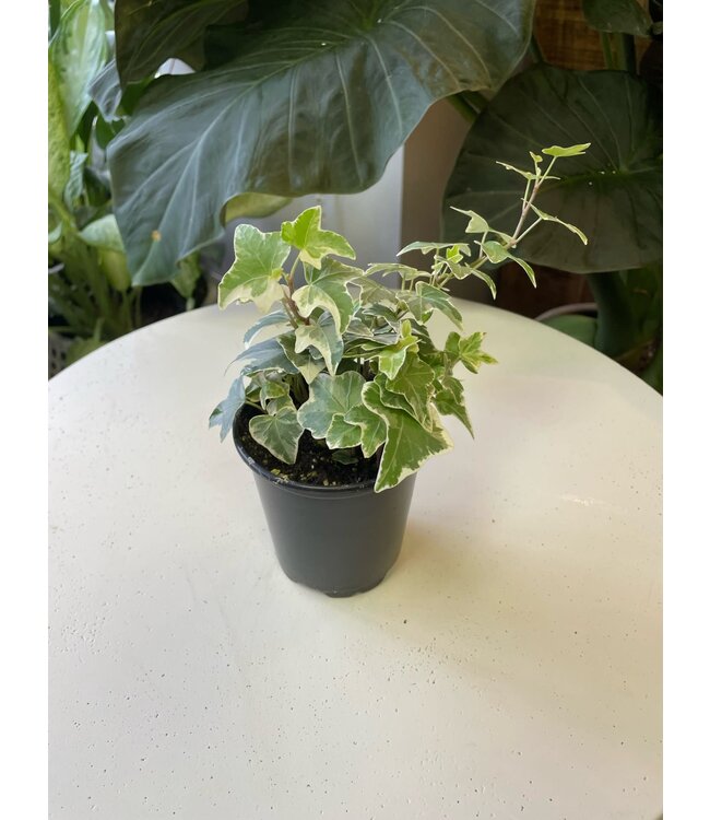 3.5" Ivy English - Varigated