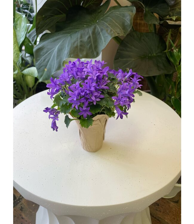 Campanula in Self Watering 2.5"