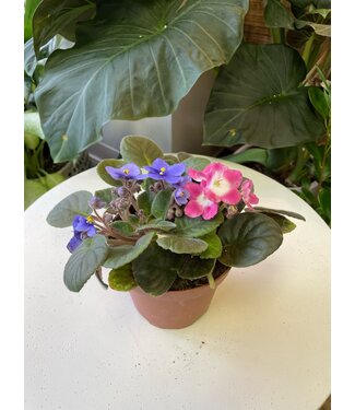 African  Violet (2 Plants) 5"